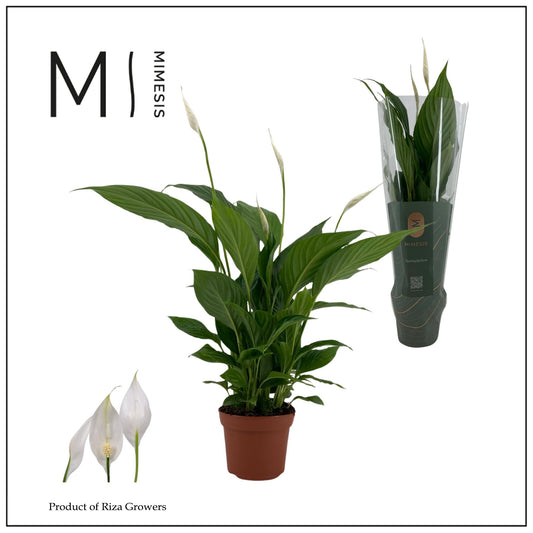Planta decorativa Spathiphyllum Strauss 50cm PS15/13 in pamant