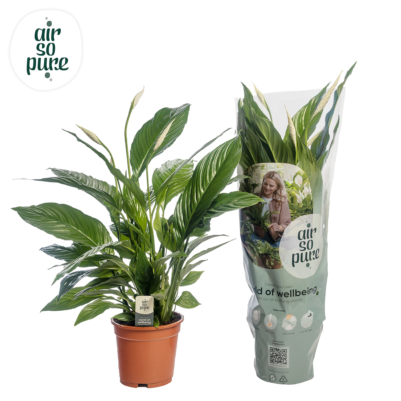 Planta decorativa Spathiphyllum 'Vivaldi' D35xH70cm PS17/14cm in pamant