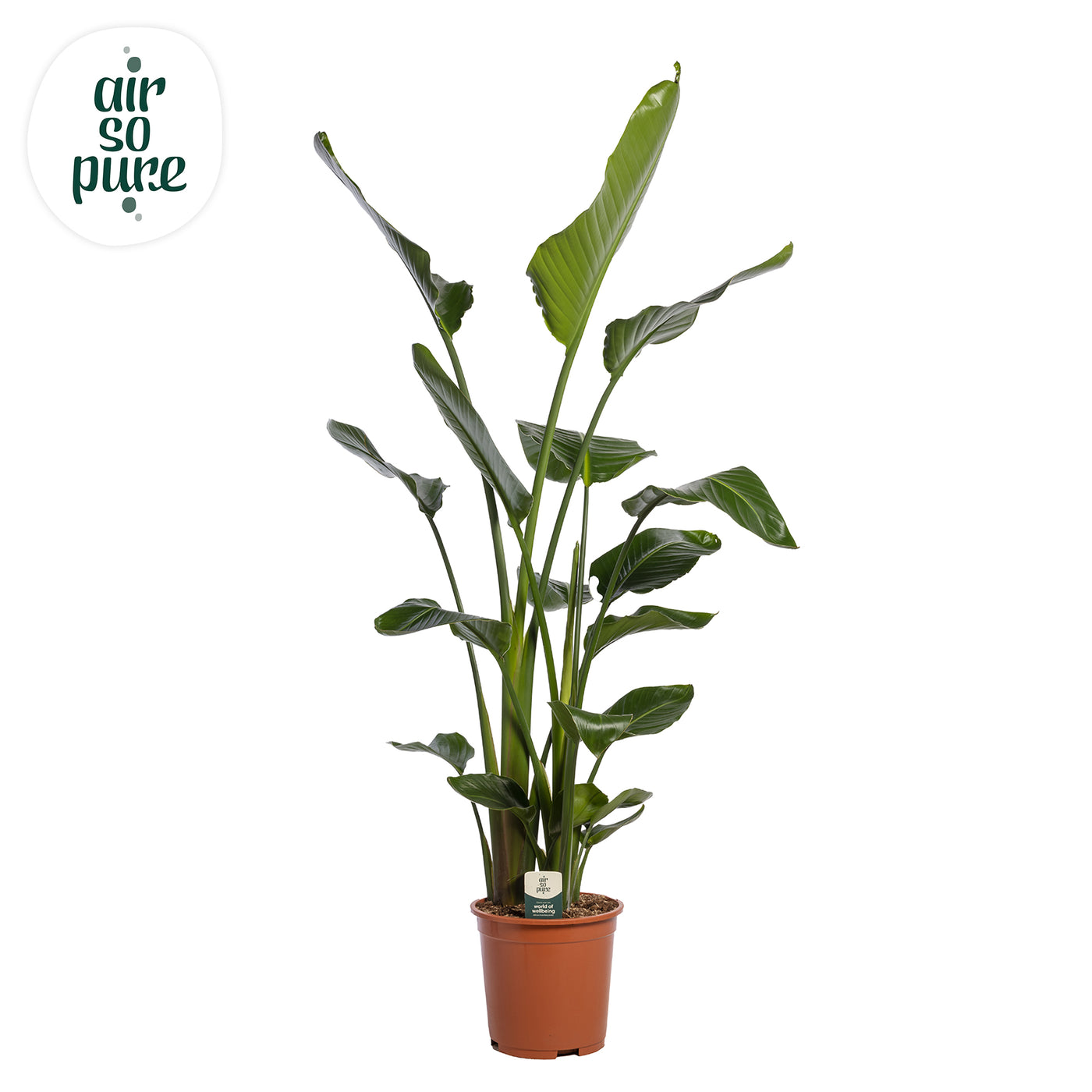 Planta decorativa Strelitzia nicolai 130-150cm PS27/23 in pamant