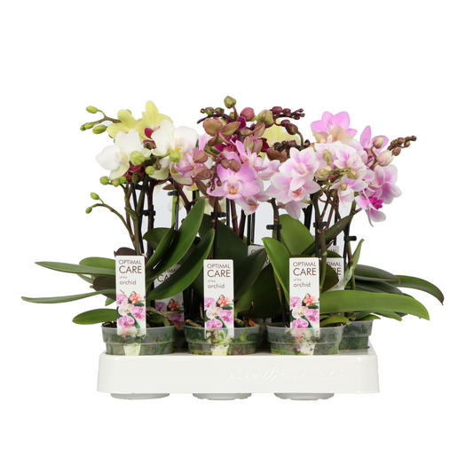 Planta naturala 1-2-Branches Various colours H25cm Phalaenopsis Multifloratypes Sweety mix PS7/ in pamant