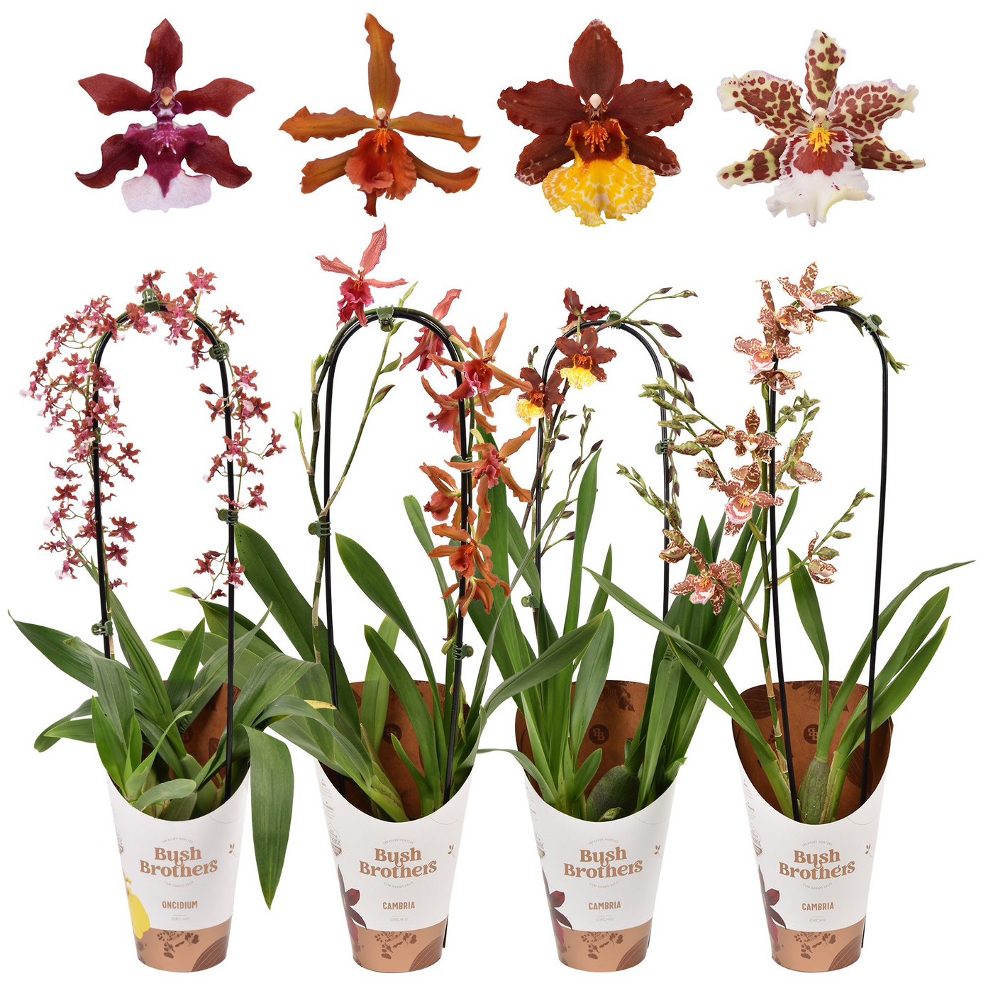 Planta naturala 1-Branch Bow H60cm Oncidium mix PS12/ in pamant