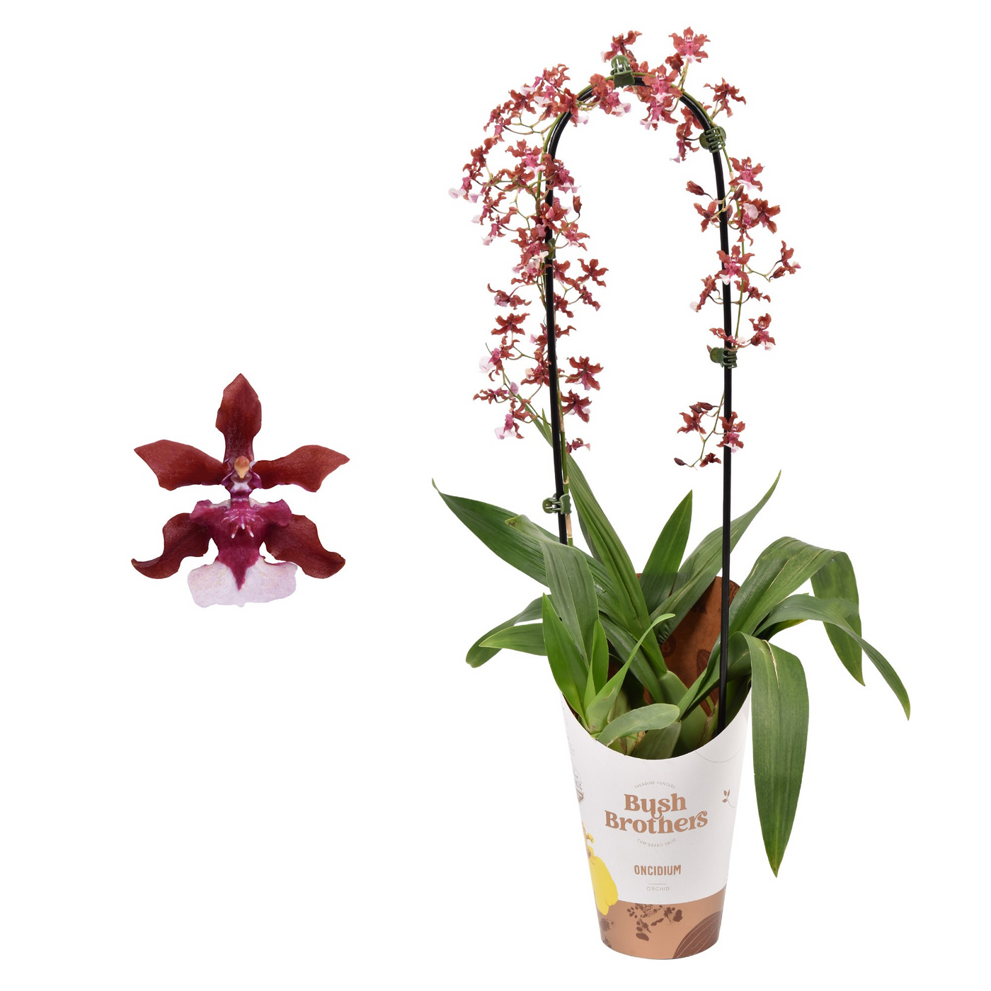 Planta naturala 1-Branch Bow Red/White H65cm Oncidium Cherry Baby PS12/ in pamant