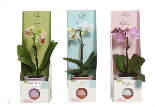 Planta naturala 1-Branch H20cm Phalaenopsis Tiny mix PS6/7cm in ghiveci ceramic