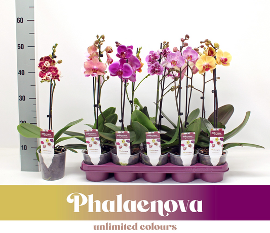 Planta naturala 1-Branch H50cm Phalaenopsis mix PS12/ in pamant