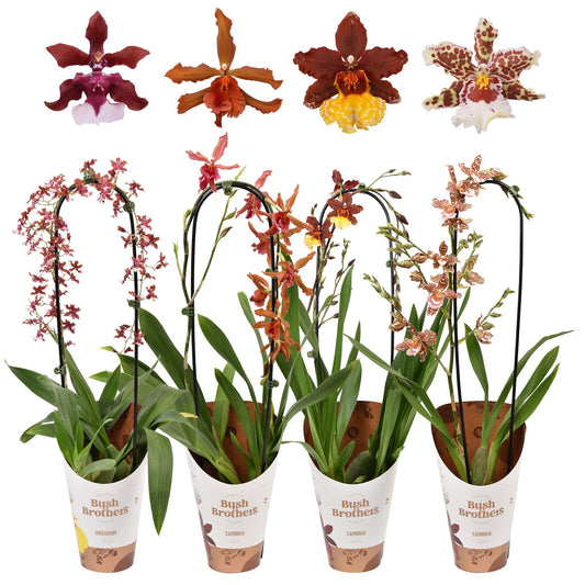 Planta naturala 1-Branch H60cm Phalaenopsis Bow mix PS12/11cm