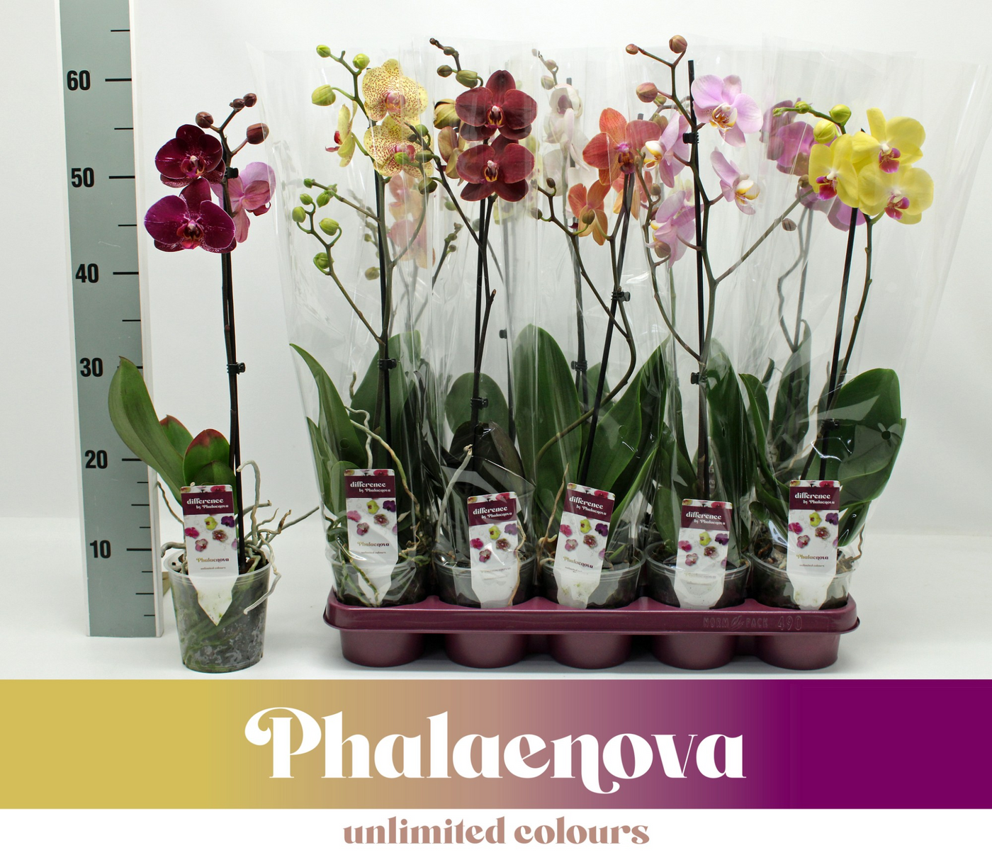 Planta naturala 1-Branch H60cm Phalaenopsis mix PS12/ in pamant