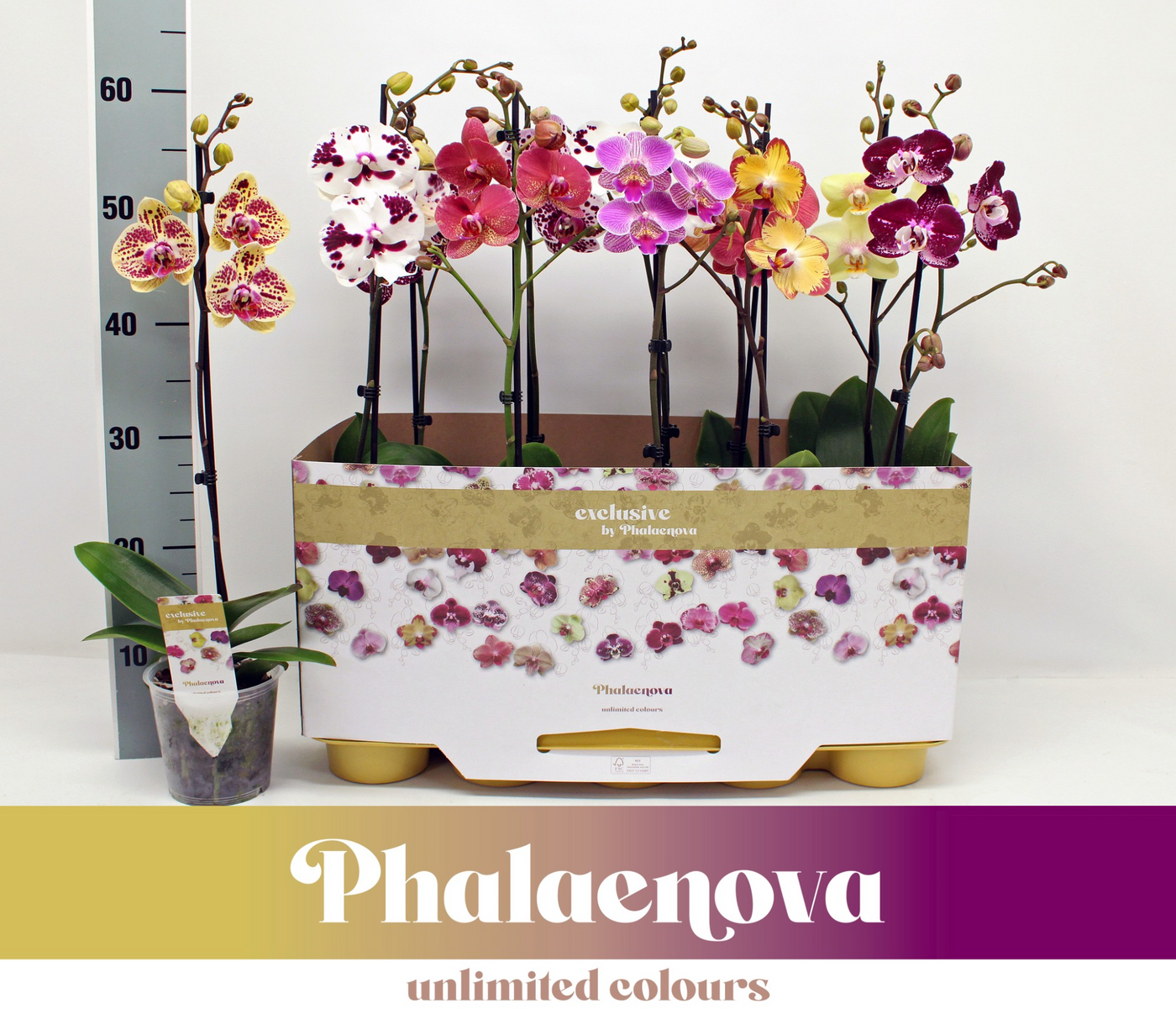 Planta naturala 1-Branch H60cm Phalaenopsis Taiwan mix PS12/ in pamant