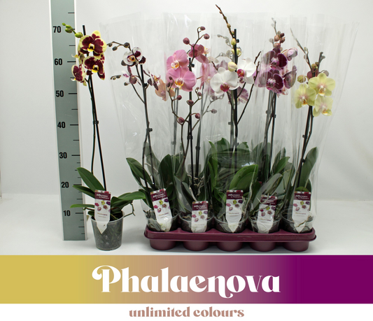 Planta naturala 1-Branch H65cm Phalaenopsis mix PS12/ in pamant