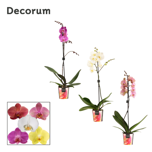 Planta naturala 1-Branch H75cm Phalaenopsis mix PS12/ in pamant