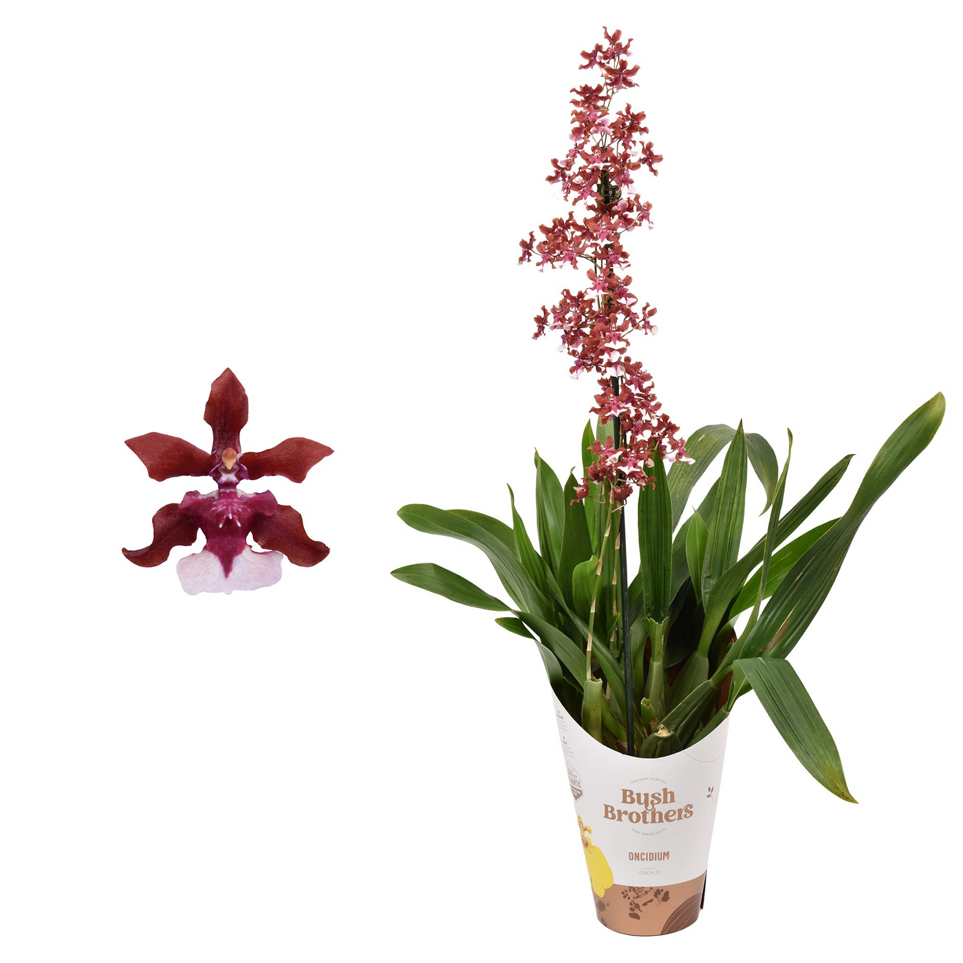 Planta naturala 1-Branch Pink/White H55cm Oncidium Cherry Baby PS12/ in pamant