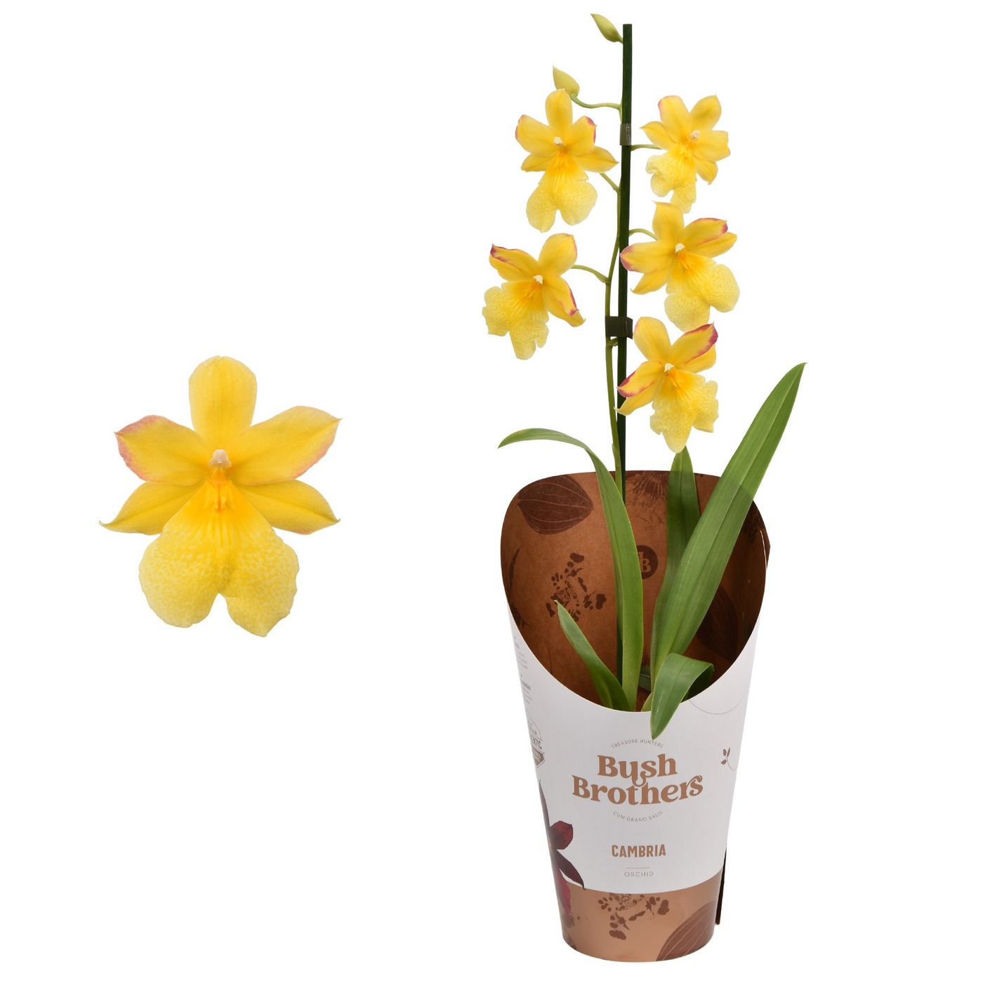 Planta naturala 1-Branch Yellow H55cm Cambria Nelly Isler PS12/ in pamant