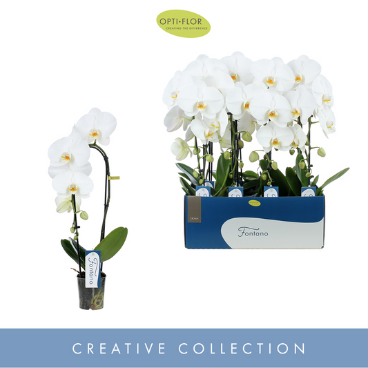 Planta naturala 1-Branche cascade White H50cm Phalaenopsis Fontano Crown PS9/ in pamant