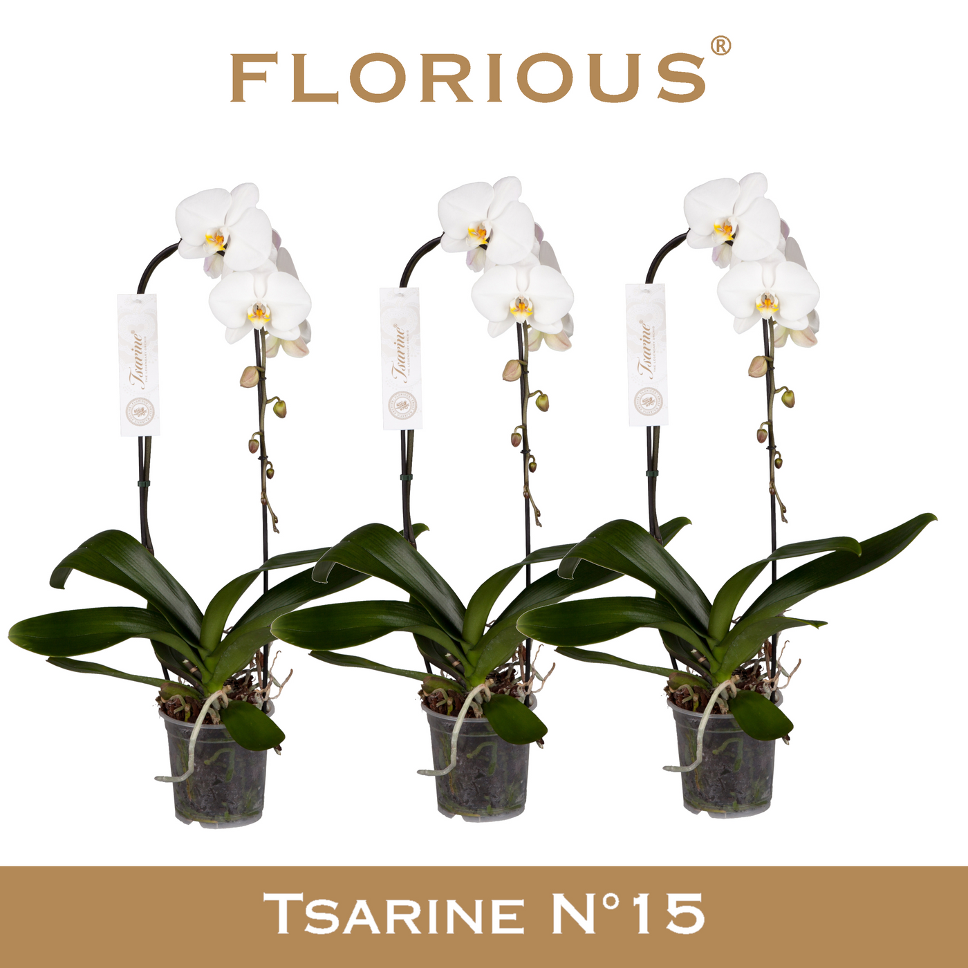 Planta naturala 1-Branche cascade White H80cm Phalaenopsis 'Tsarine' PS15/ in pamant