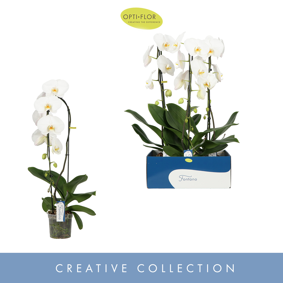 Planta naturala 1-Branche cascade White H85cm Phalaenopsis Fontano Wealth PS15/ in pamant
