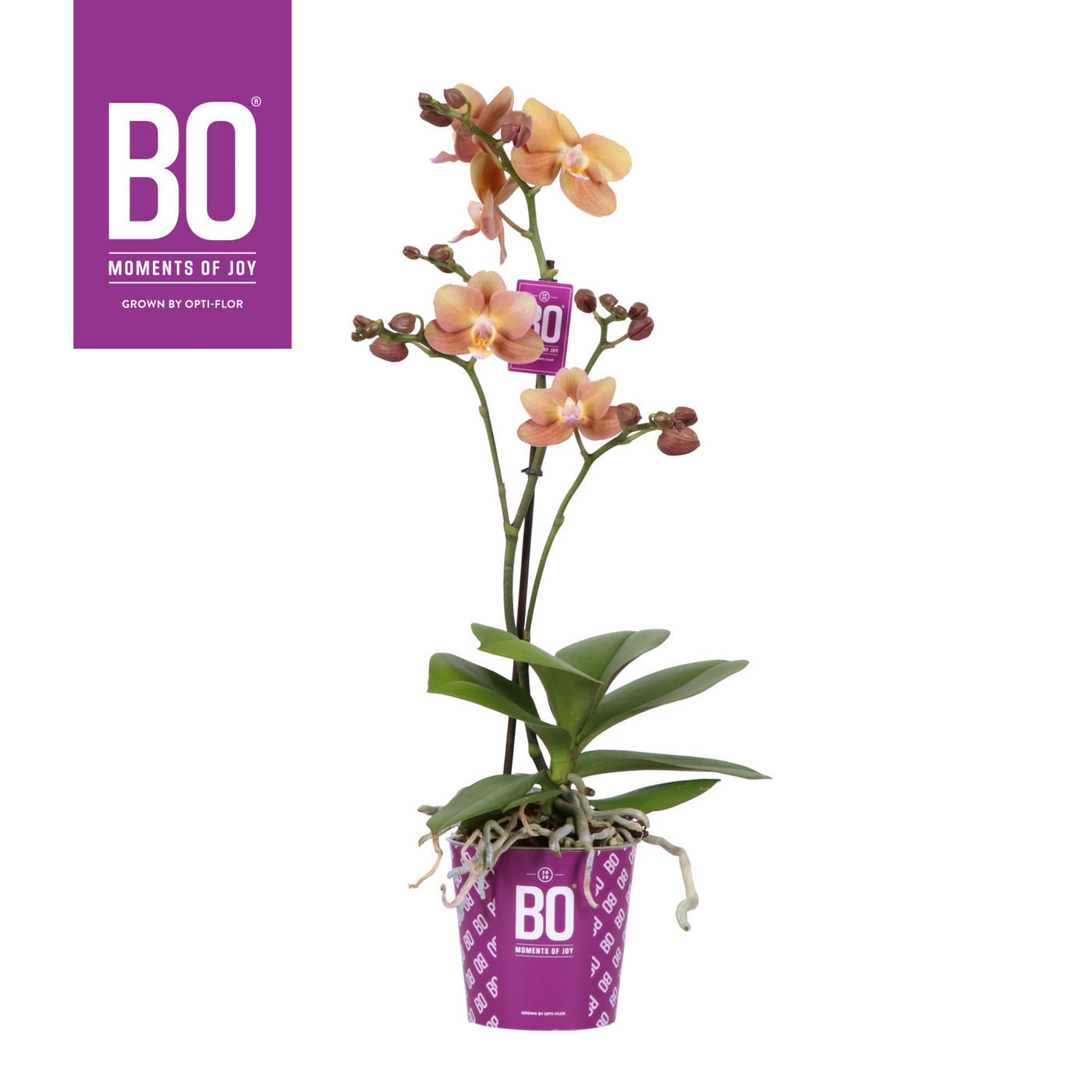 Planta naturala 1-Branche Orange H45cm Phalaenopsis Multiflora Colours BO Collection Monaco PS12/ in pamant