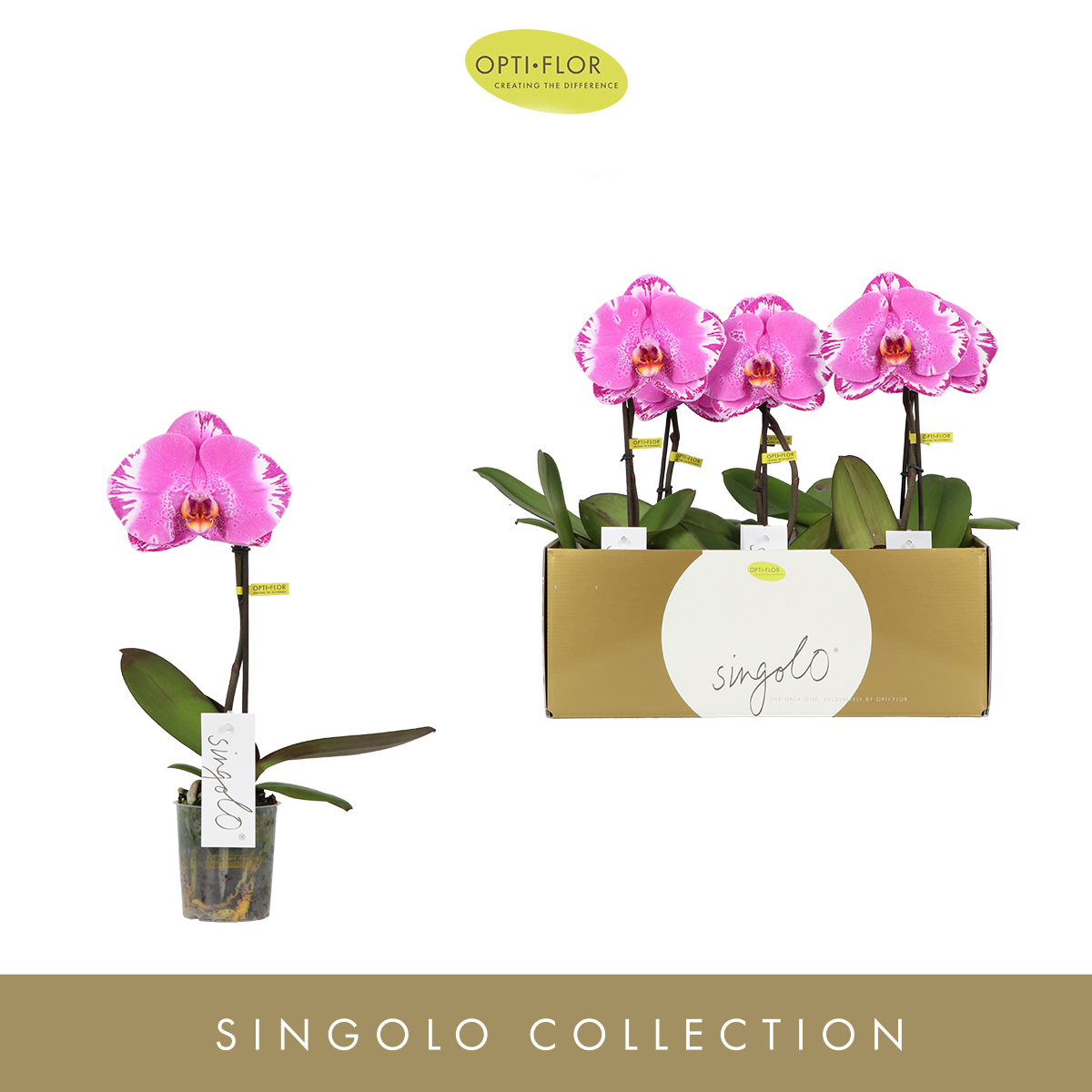 Planta naturala 1-Branche Pink H40cm Phalaenopsis Singolo Victorio PS9/ in pamant