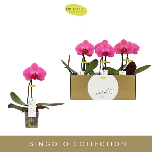 Planta naturala 1-Branche Purple H40cm Phalaenopsis PS9/ in pamant