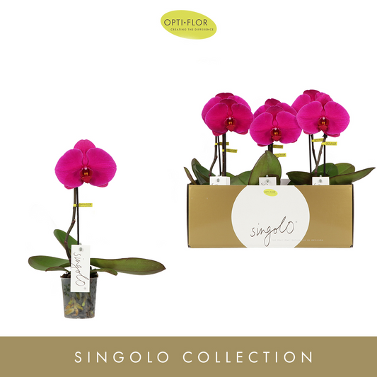 Planta naturala 1-Branche Purple H40cm Phalaenopsis 'Singolo Shima' PS9/ in pamant
