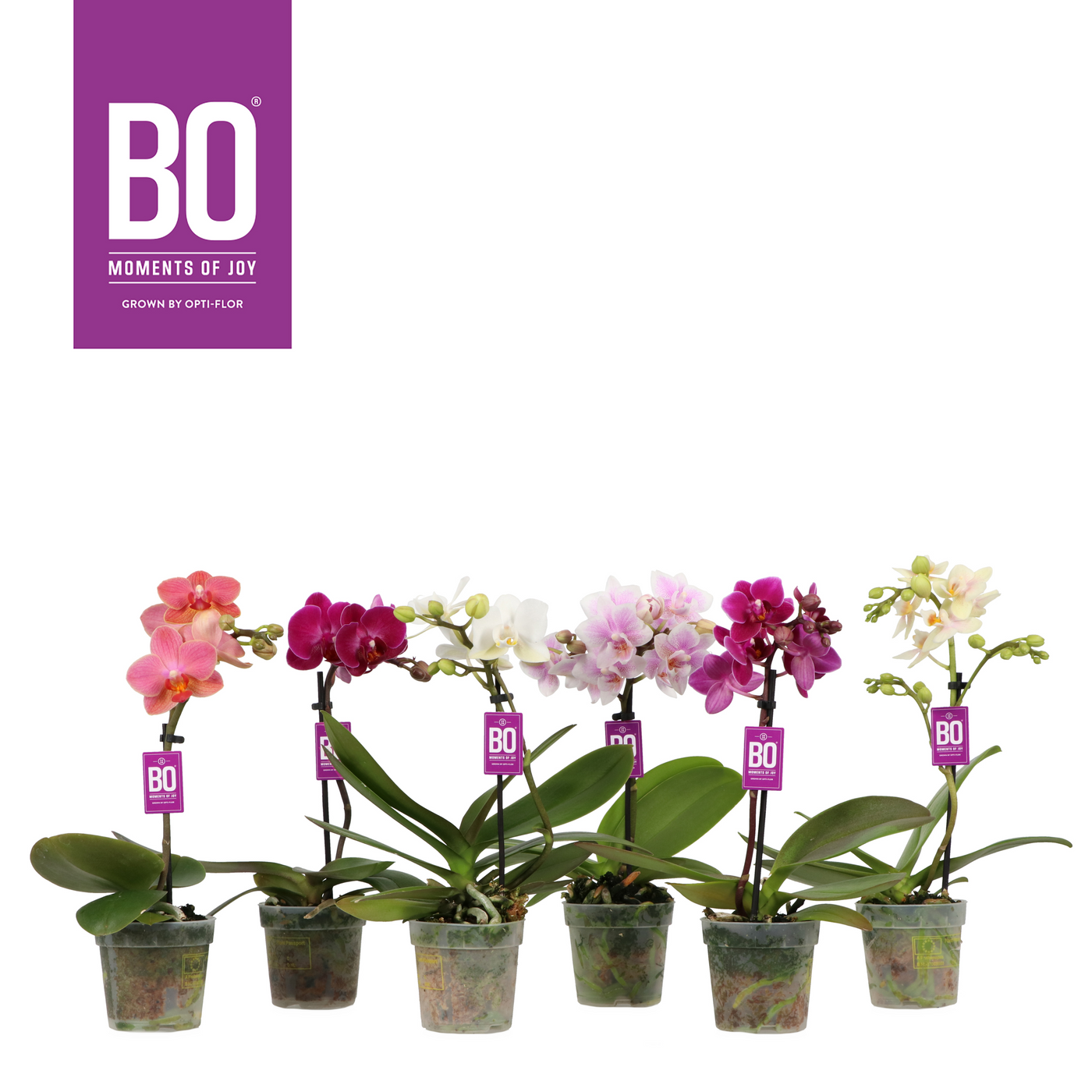 Planta naturala 1-Branche Various colours H25cm Phalaenopsis Multiflora Sweety BO Collection mix PS7/ in pamant