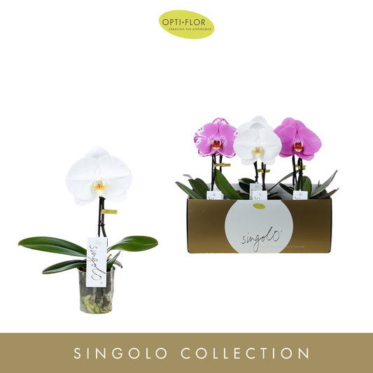 Planta naturala 1-Branche Various colours H40cm Phalaenopsis Singolo mix PS9/ in pamant