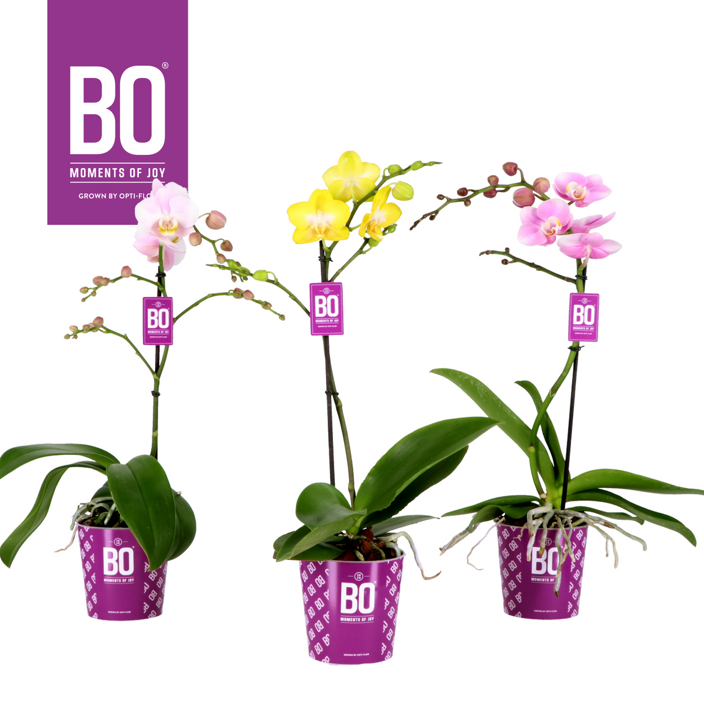 Planta naturala 1-Branche Various colours H45cm Phalaenopsis Multiflora Colours BO Collection mix PS12/ in pamant
