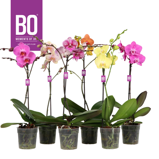 Planta naturala 1-Branche Various colours H50cm Phalaenopsis Funda Bo Collection mix PS12/ in pamant