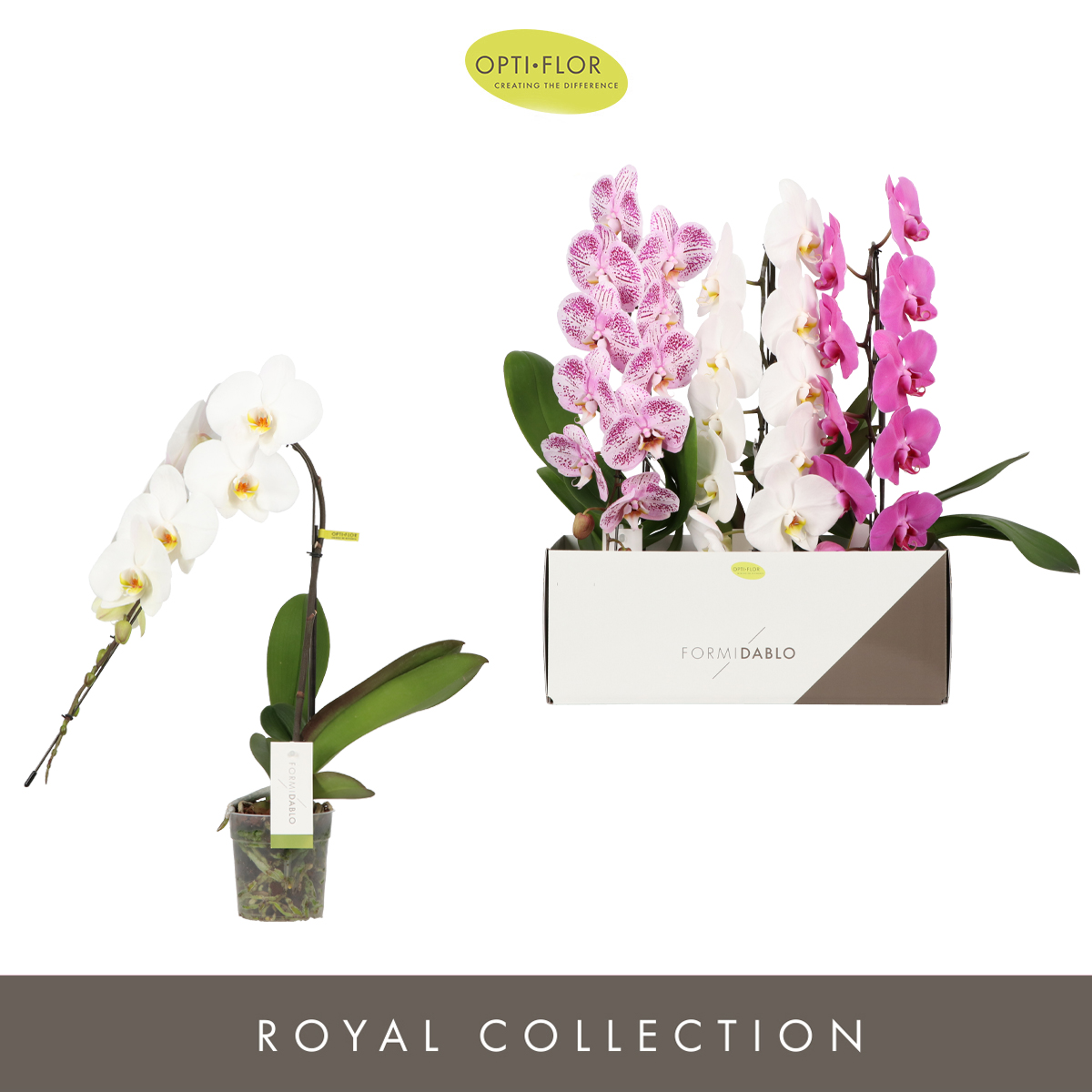 Planta naturala 1-Branche Various colours H60cm Phalaenopsis Formidablo PS12/ in pamant