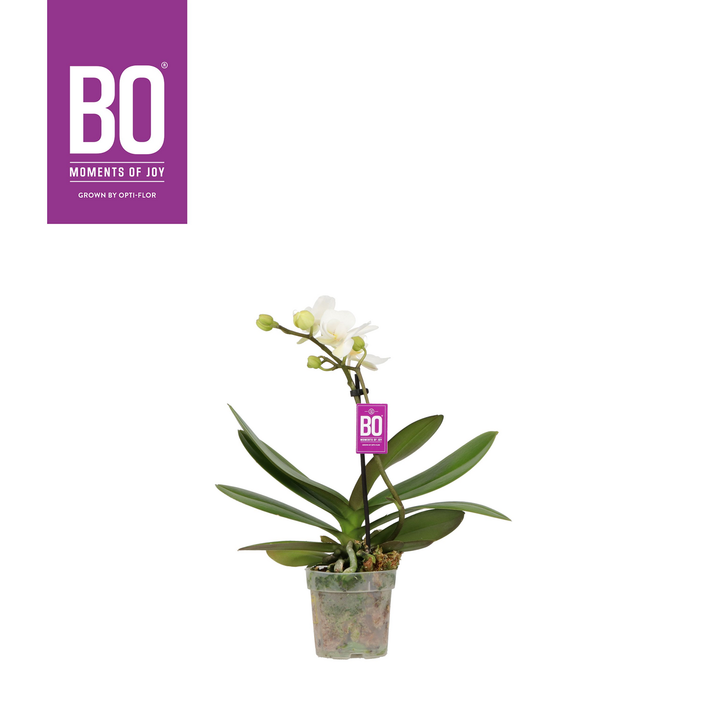 Planta naturala 1-Branche White H25cm Phalaenopsis Multiflora Sweety PS7/ in pamant