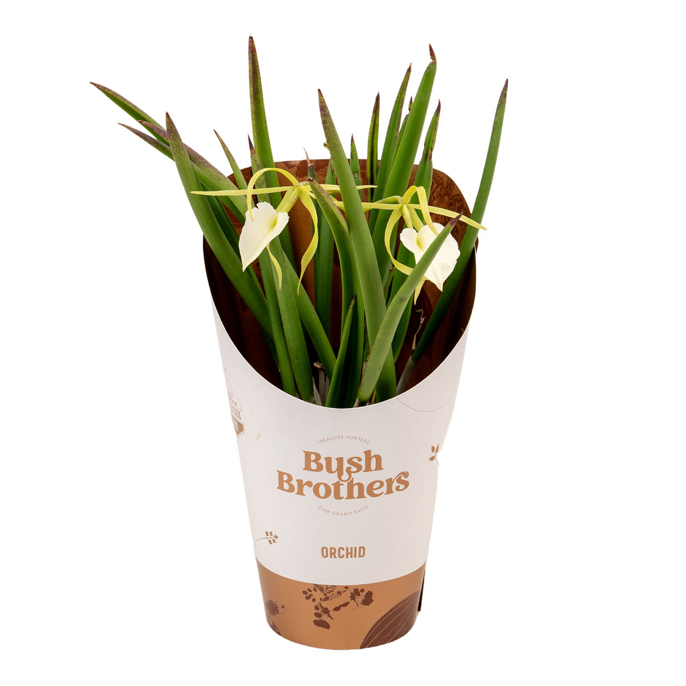 Planta naturala 1- Branche White H35cm Brassavola PS12/ in pamant