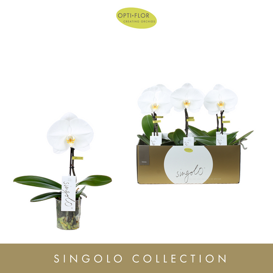 Planta naturala 1-Branche White H40cm Phalaenopsis Singolo Tosha PS9/ in pamant