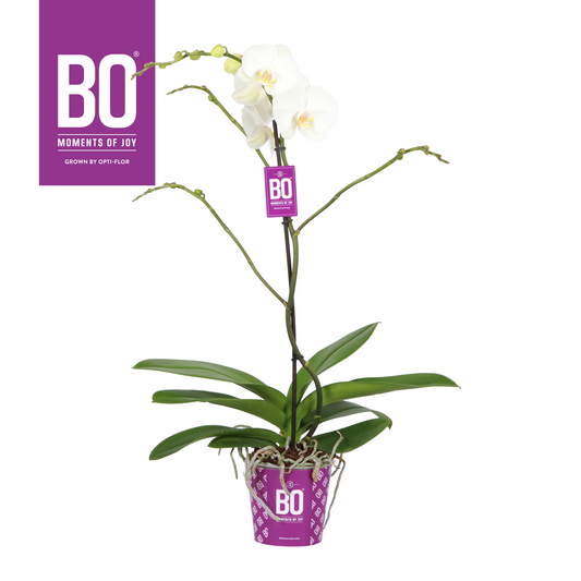 Planta naturala 1-Branche White H70cm Phalaenopsis King BO Collection PS15/ in pamant