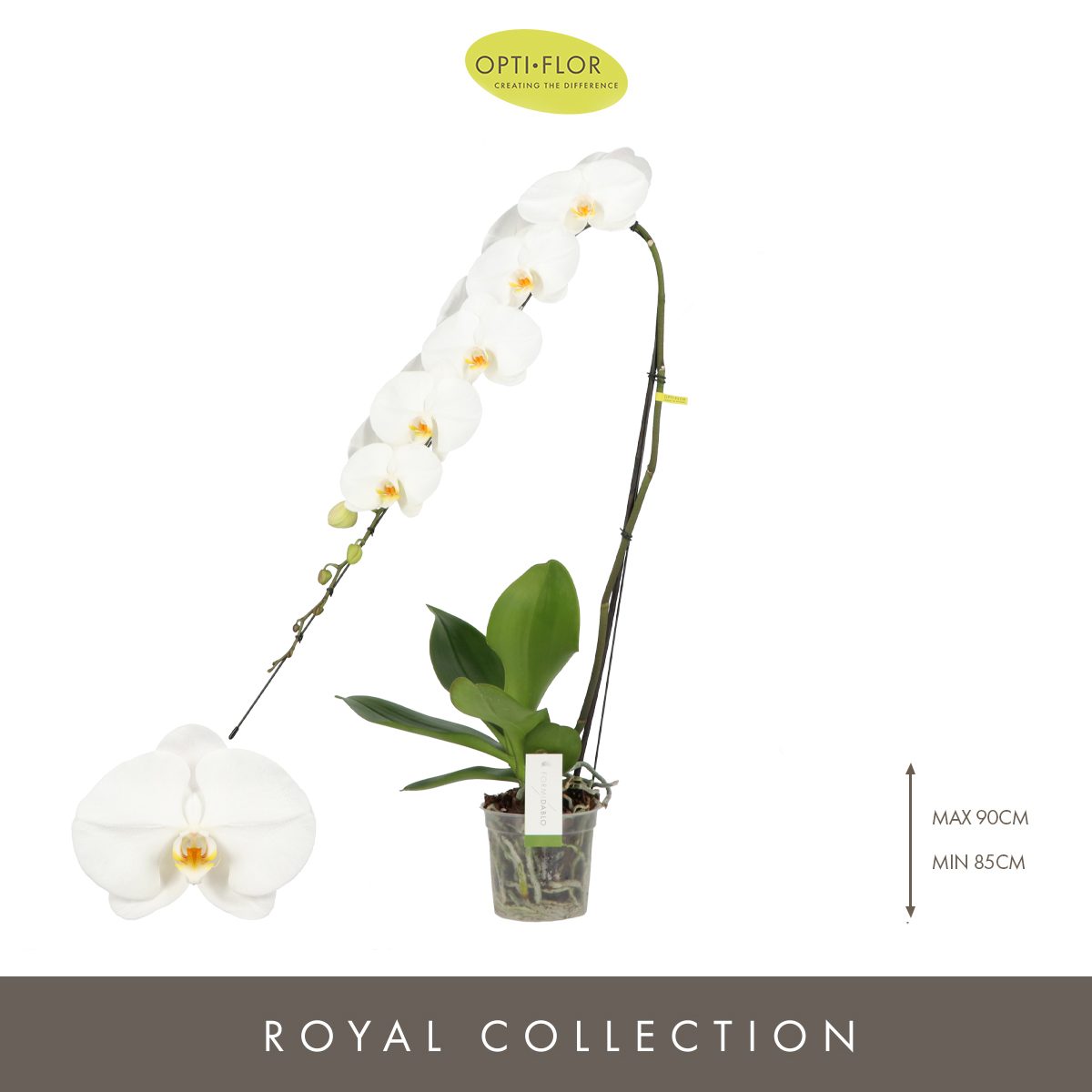 Planta naturala 1-Branche White H80cm Phalaenopsis Formidablo Yosemite Falls PS15/ in pamant