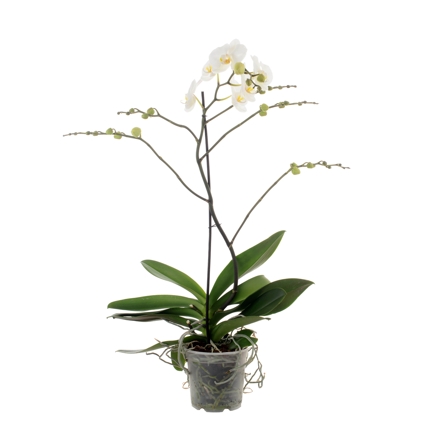 Planta naturala 1-Branche White H85cm Phalaenopsis Queen PS17/ in pamant