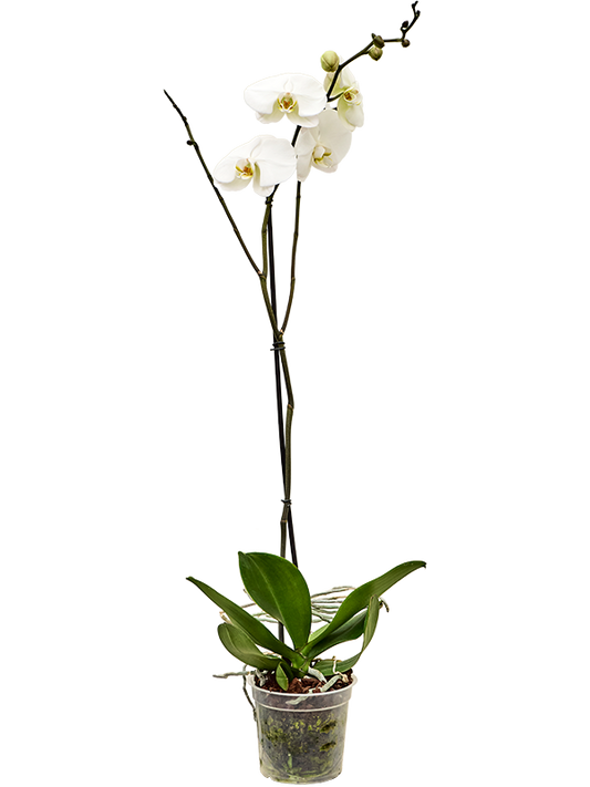 Planta naturala 1-Branche White H90cm Phalaenopsis King BO Collection PS15/ in pamant