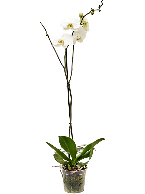 Planta naturala 1-Branche White H90cm Phalaenopsis King BO Collection PS15/ in pamant