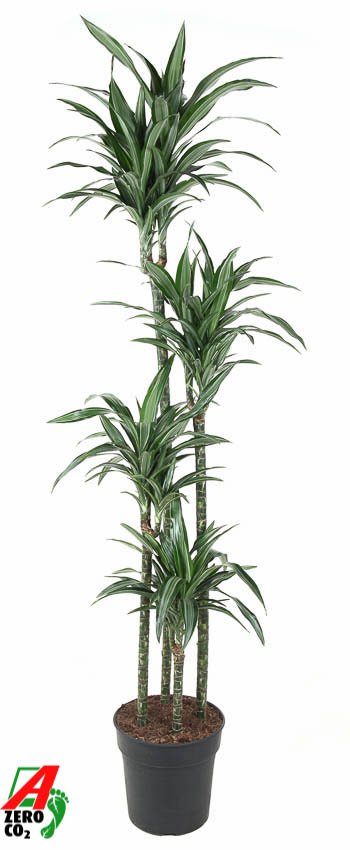 Planta naturala 120-90-60-30 H170cm Dracaena fragrans 'Ulises' PS27/ in pamant