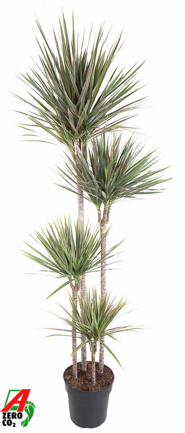 Planta naturala 120-90-60-30 H190cm Dracaena marginata Bicolor PS27/ in pamant