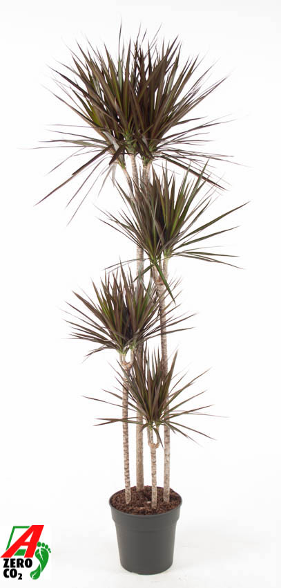 Planta naturala 120-90-60-30 H190cm Dracaena marginata 'Magenta' PS27/ in pamant
