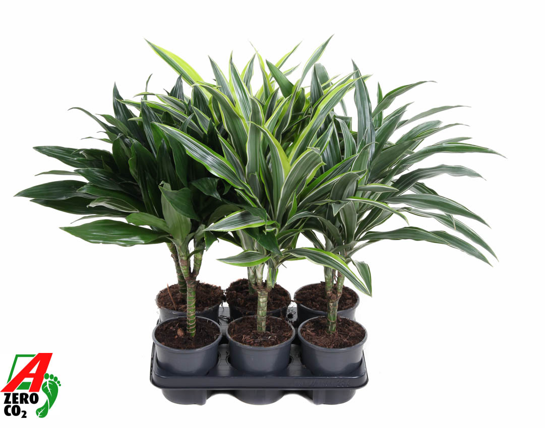 Planta naturala 15 H50cm Dracaena mix PS13/ in pamant