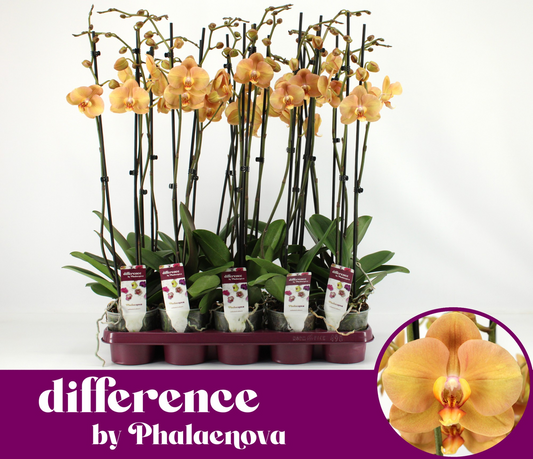Planta naturala 2-Branch Orange H75cm Phalaenopsis Karina PS12/ in pamant