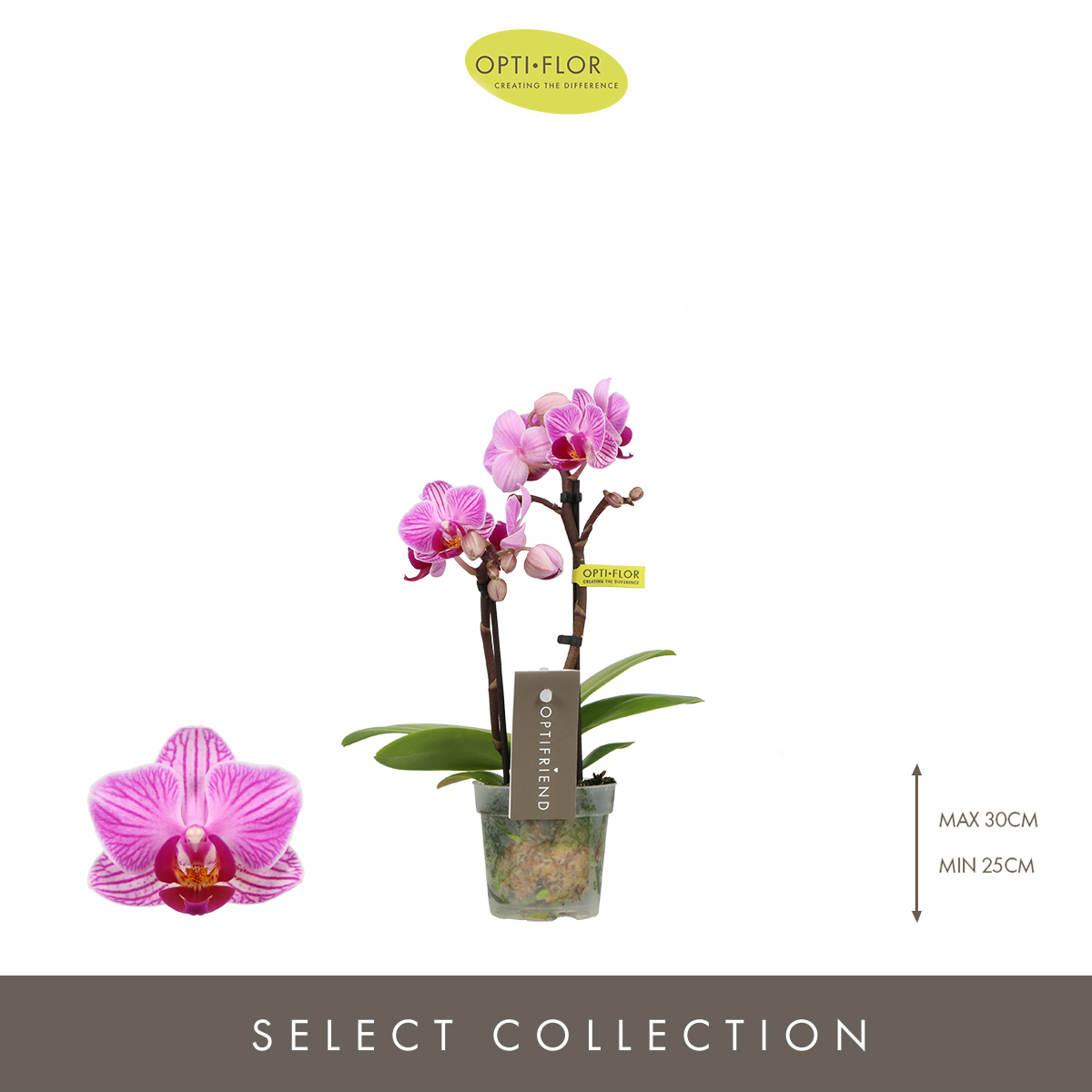 Planta naturala 2-Branch Purple H25cm Phalaenopsis Multiflora Optifriend Lotte PS7/ in pamant