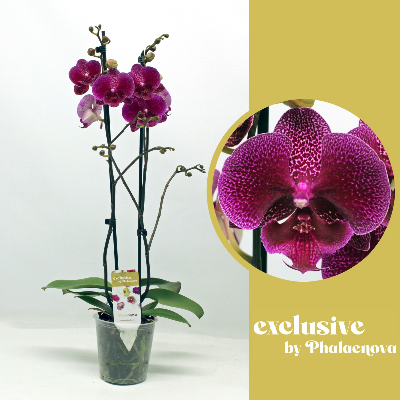 Planta naturala 2-Branch Purple H65cm Phalaenopsis Zoja PS12/ in pamant