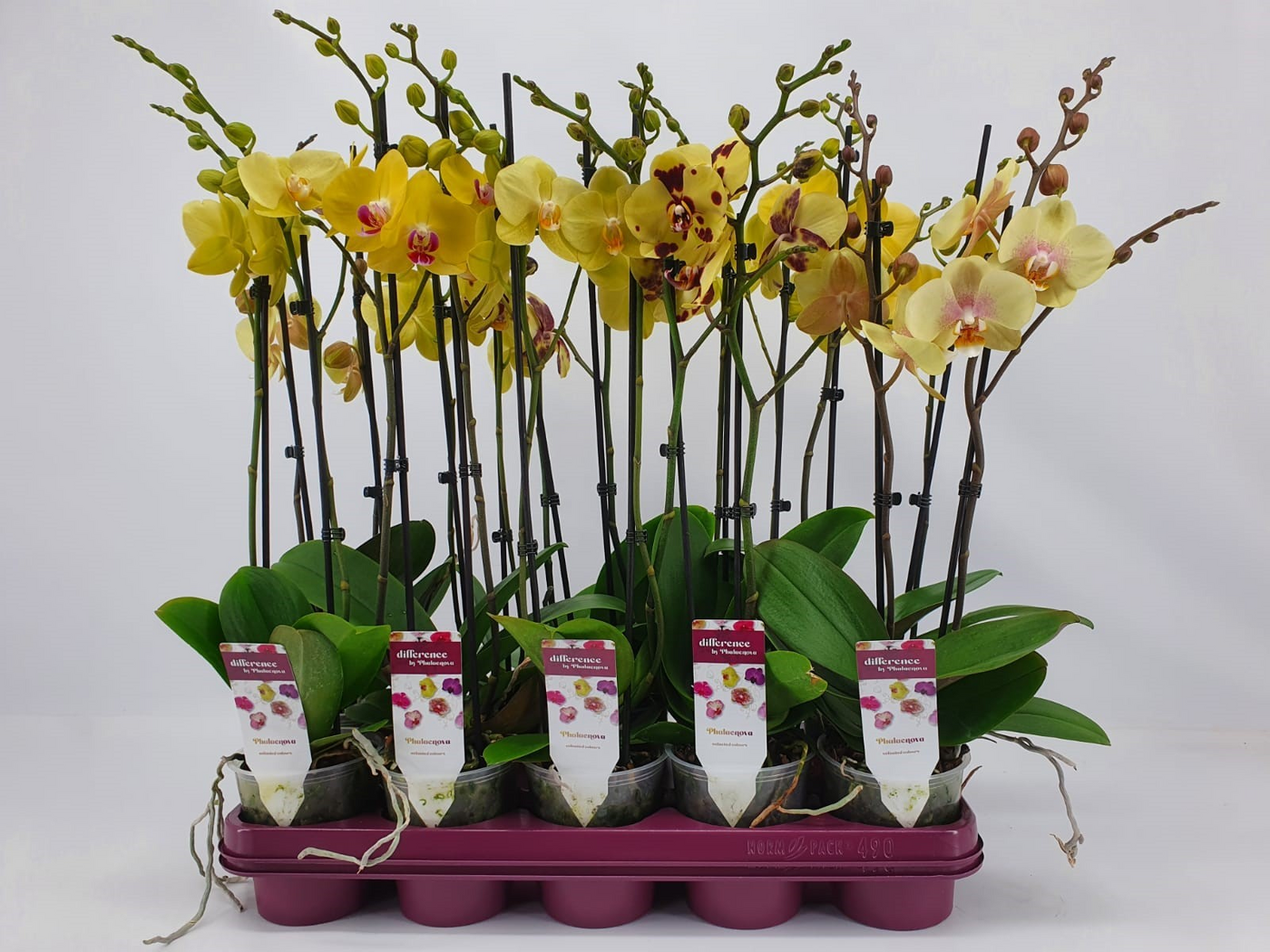 Planta naturala 2-Branch Yellow H60cm Phalaenopsis Geel mix PS12/ in pamant