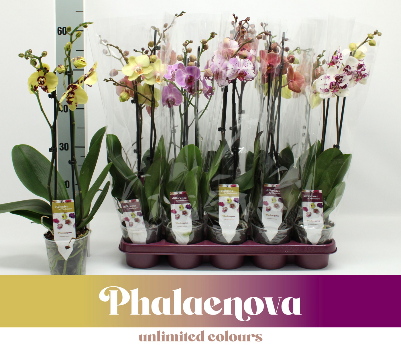 Planta naturala 2-Branches 10 Colors H60cm Phalaenopsis mix PS12/ in pamant