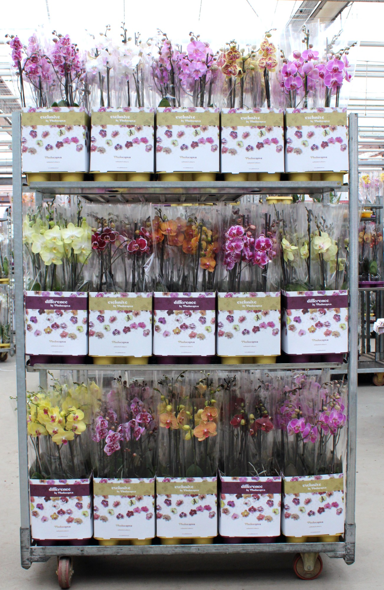 Planta naturala 2-Branches 15 Colors H60cm Phalaenopsis mix PS12/ in pamant