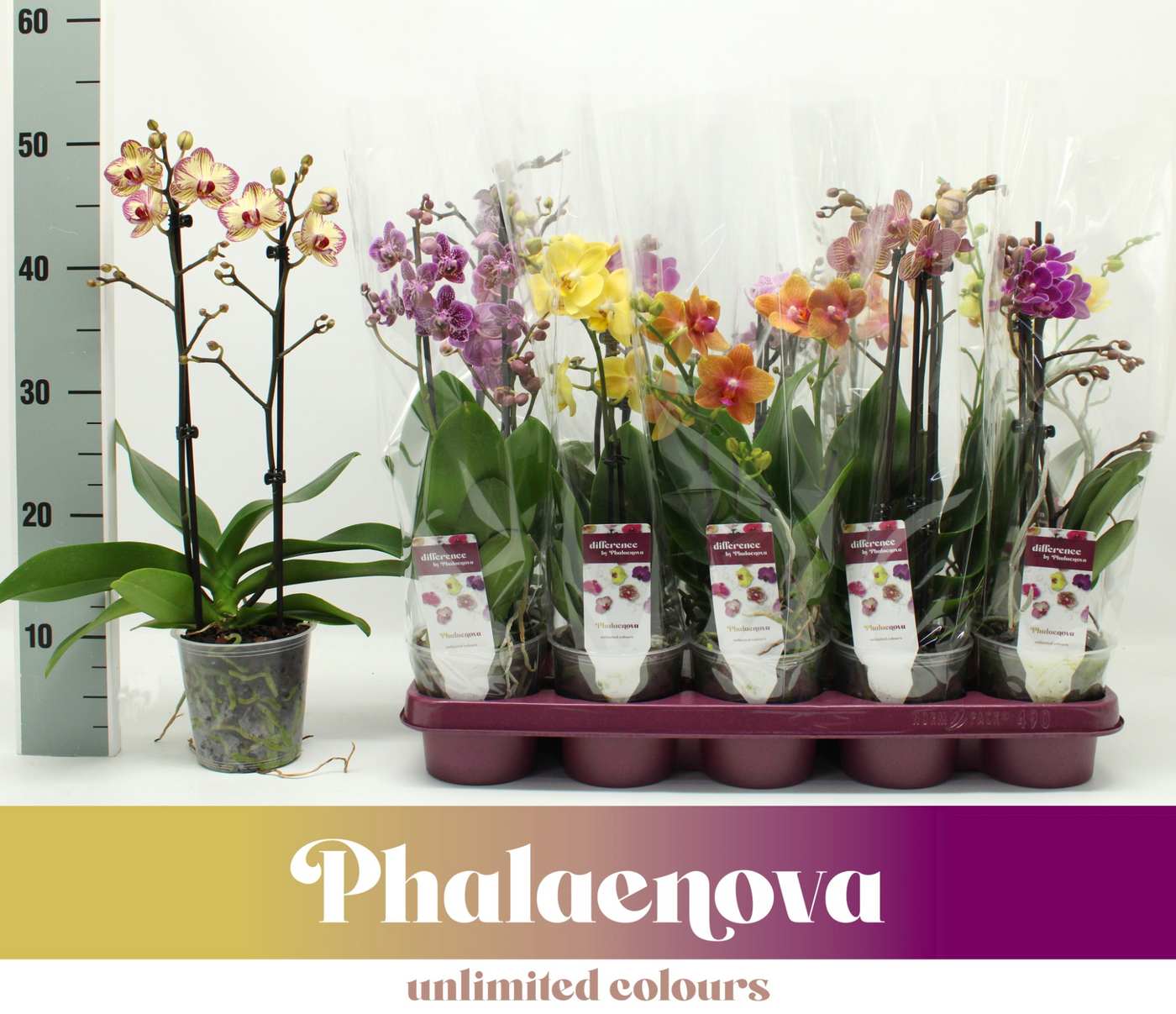 Planta naturala 2-Branches 22+ H40cm Phalaenopsis Multiflora mix PS12/ in pamant