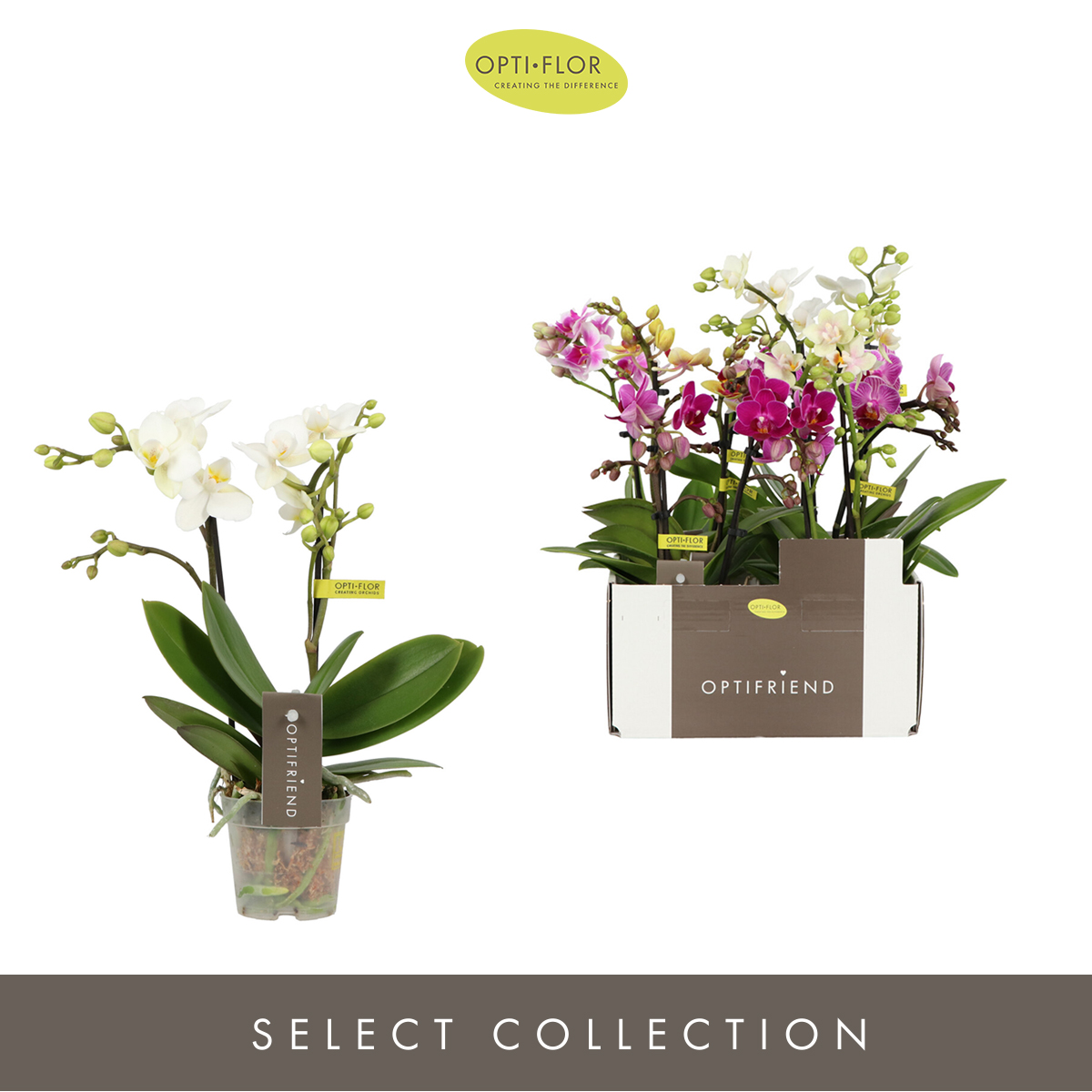 Planta naturala 2-Branches 5 Colors H25cm Phalaenopsis Multiflora Mix PS7/ in pamant
