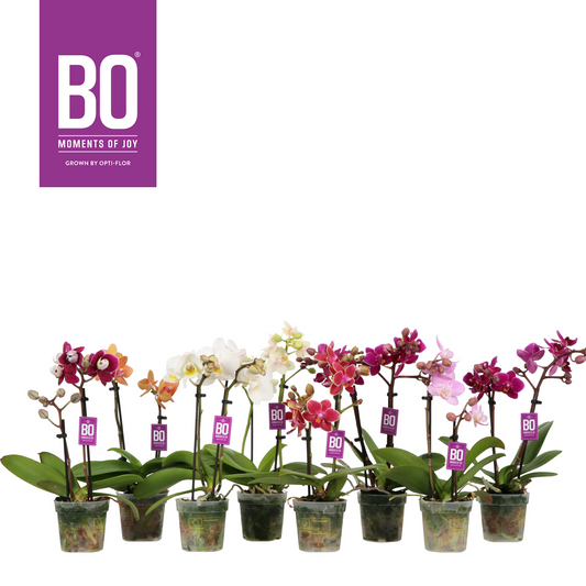 Planta naturala 2-Branches 5 Colors H25cm Phalaenopsis Multifloratypes Sweety mix PS7/ in pamant