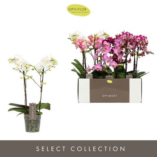 Planta naturala 2-Branches 6 Colors H45cm Phalaenopsis Multiflora Optimost mix PS12/ in pamant