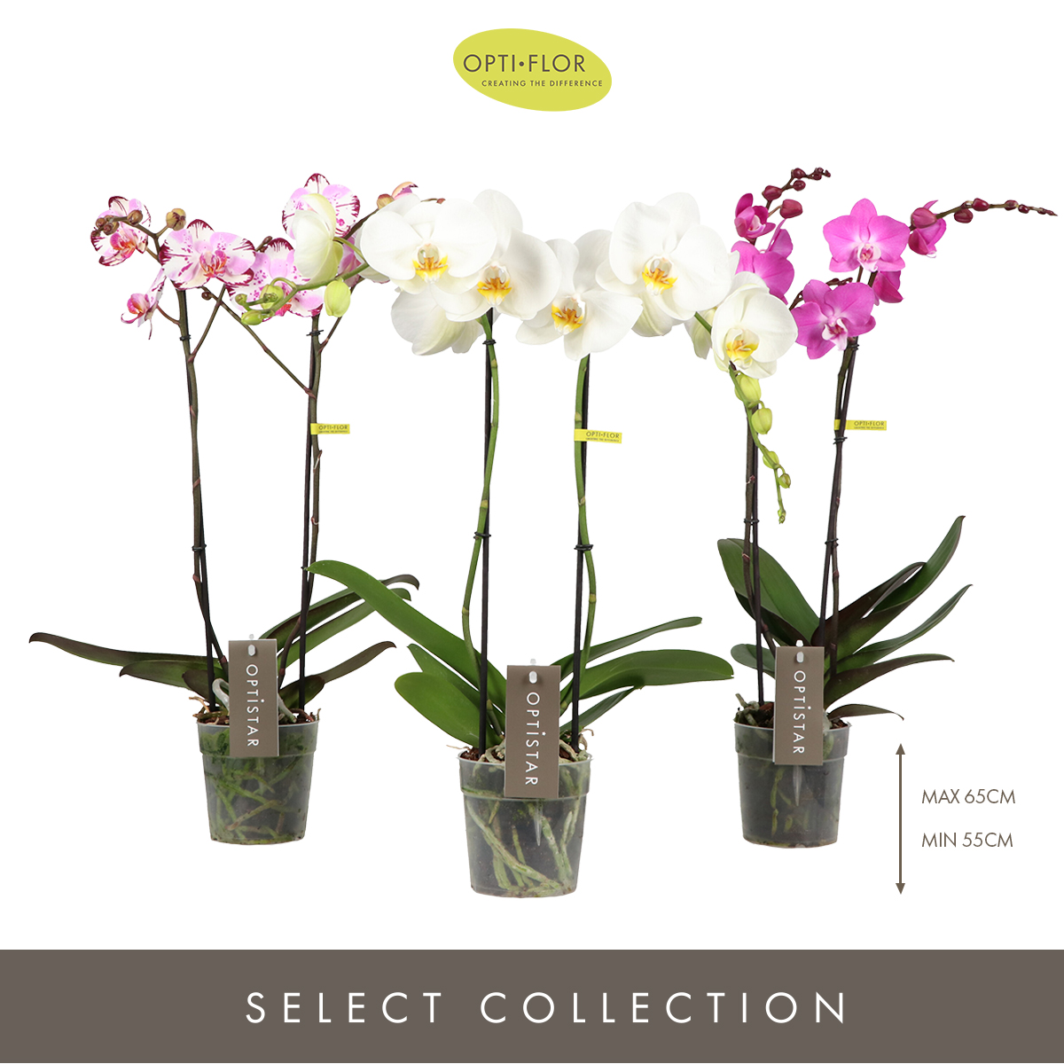 Planta naturala 2-Branches 6 Colors H50cm Phalaenopsis Optistar Hollywood mix PS12/ in pamant
